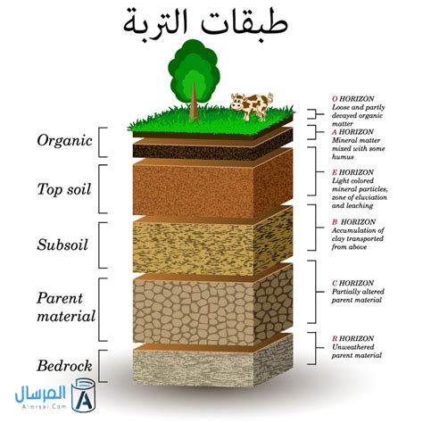 نطاق التربة الذي يحوي الدبال ومعظم المغذيات هو نطاق التربة