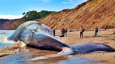 أضخم المخلوقات البحرية هو الحوت الأزرق